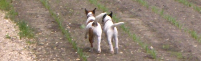 Baika und Aladin: Aladin wird bald zu seinem neuen Meister ziehen!<BR>
Baika et Aladin: Aladin partira bientôt chez son nouveau maître!<BR>
Photo: May 2006