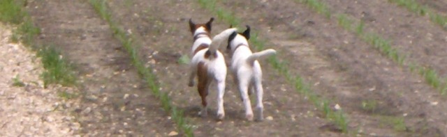 Baika und Aladin: Aladin wird bald zu seinem neuen Meister ziehen!<BR>
 Baika et Aladin: Aladin partira bientt chez son nouveau matre!<BR>
 Photo: May 2006