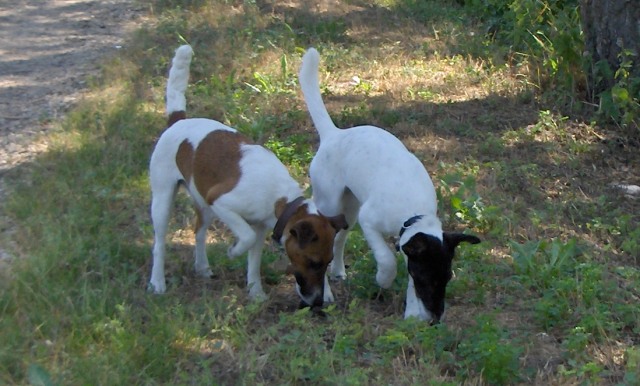 Baika et Aladin: Aladin ist bei Baika in den Ferien - Super!<BR>
Baika et Aladin: Aladin est en vacances chez Baika - chic!<BR>
Photo: 01-07-2006