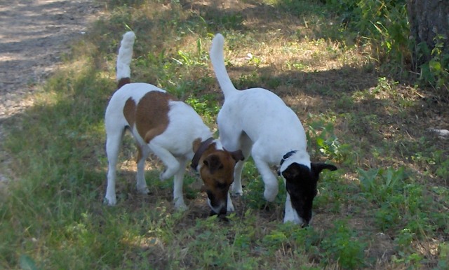 Baika et Aladin: Aladin ist bei Baika in den Ferien - Super!<BR>
 Baika et Aladin: Aladin est en vacances chez Baika - chic!<BR>
 Photo: 01-07-2006