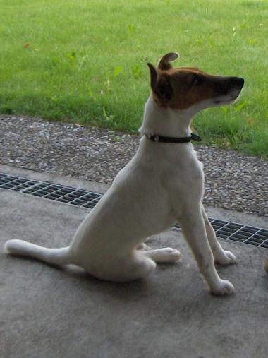 Alibaba du Chateau de la Sarraz: His master's voice!<BR>
Cani'bullle. Bulle - Qualification: very good<BR>
Photo: 12-07-2006