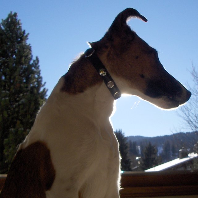 Baika (Betti vom Trüllikerberg (FCI), SHSB 625347)<BR>
born: 28 October 2003<BR>
:<BR>
2004: Kaiserstuhl - Qualification: excellent<BR>
father: Hasko v. Salmengrund, SHSB 594541 VDH DFZB 991071, JP<BR>
grandfather: Ronni v. Scherfeder Wald, VDH DFZB 941105, JP, BP, SL, ZP SwH, SJ, LT, Spl<BR>
grandmother: Aika von Salmengrung, VDH DFZB 941426, JP, BP<BR>
mother: Anja v. Scherfeder Wald, SHSB 558640 VDH DFZB 971225, JP, SwP 500m<BR>
Photo: 24-12-2006