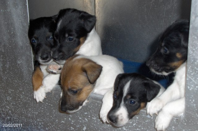 First exploration.<BR>
Dali, Diane, Duchesse, Divine et Drall (left to right).