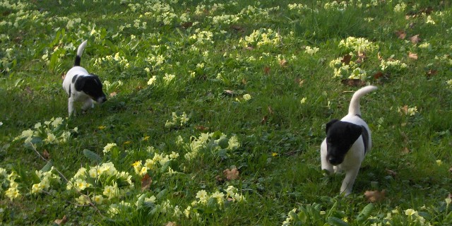 Fillis et Fleck dans les fleurs.