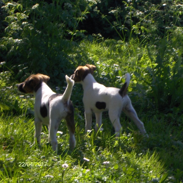 Filia et Fleur en haute tension.