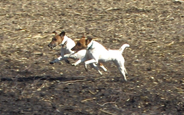 Baika (links) und Duchesse (rechts): Ballet dancers.