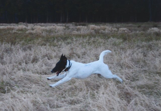 Brio (1 and a half old), on the track.