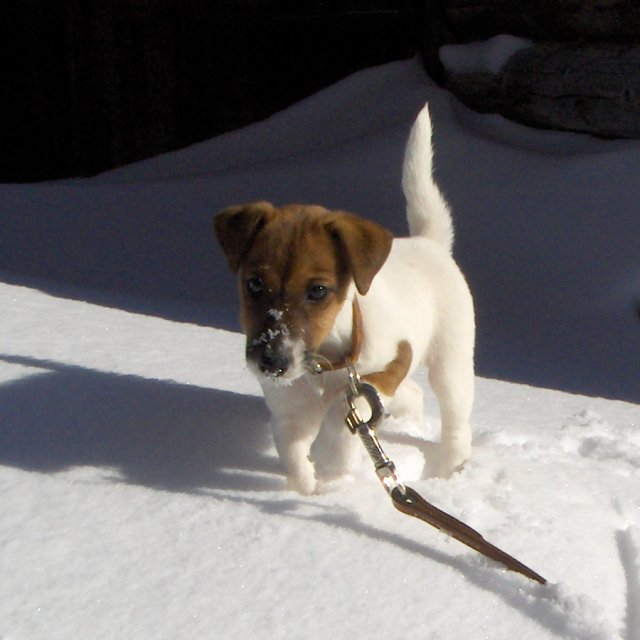 In the snow