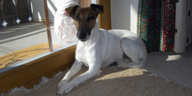 Duchesse du Château de la Sarraz (FCI), SHSB/LOS 698065)<BR>
born: 20 January 2011<BR>
Exhibition: 2012: Fribourg - Qualification: excellent<BR>
father: Agria Hello Goodbye, SHSB 678768 MET SF 5518/04, Int.-Champion<BR>
grandfather: Agria Giorgio Armani, MET SF 5306/03, H-Jagd-Chamion, USA- and GB-Champion<BR>
grandmother: Qualla v. d. Bismarckquelle, MET SF 5416/03<BR>
mother: Baika (Betti vom Trüllikerberg (FCI), SHSB 625347)<BR>
grandfather: Hasko v. Salmengrund, SHSB 594541 VDH DFZB 991071, JP<BR>
grandmother: Anja v. Scherfeder Wald, SHSB 558640 VDH DFZB 971225, JP, SwP 500m<BR>
Photo: 11-03-2016