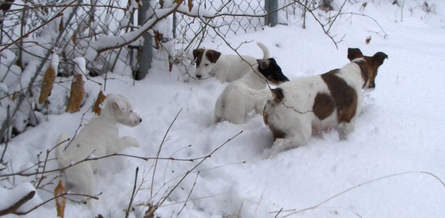 En vadrouille! Astrix-Arko-Aladin-Maman<BR>
 Photo: 06-03-2006