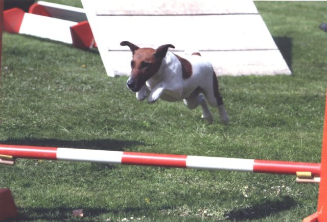 Baika in the parcours: