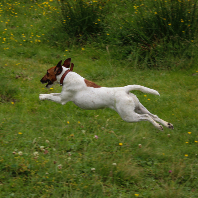 Le saut.