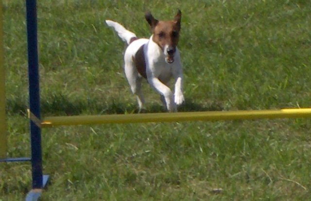 Baika in the parcours