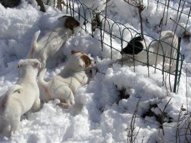 Rammeln im Schnee<BR>
La neige nous plaît<BR>
Photo: 03-03-2006