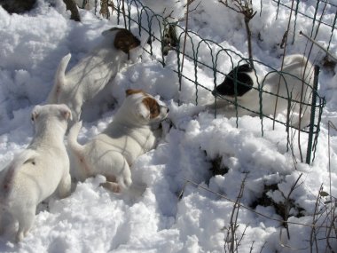 Rammeln im Schnee<BR>
 La neige nous plat<BR>
 Photo: 03-03-2006