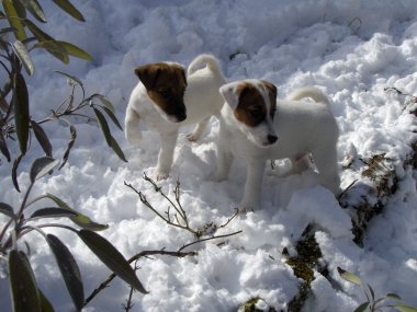 A deux, c'est mieux!<BR>
Photo: 03-03-2006